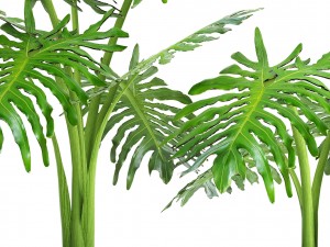 philodendron selloum 3D Model