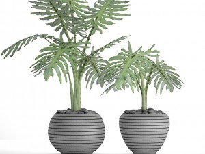 philodendron selloum 3D Model