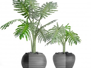 philodendron selloum 3D Model