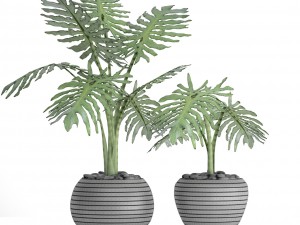 philodendron selloum 3D Model