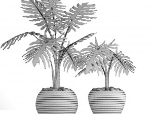 philodendron selloum 3D Model
