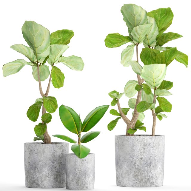 ficus lyrata trees Model 3D .c4d .max .obj .3ds .fbx .stl .blend 