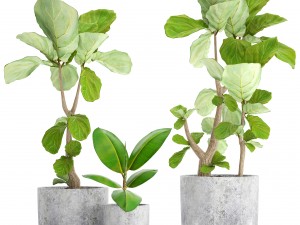 ficus lyrata trees 3D Model