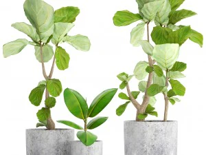 arbres ficus lyrata Modèle 3D