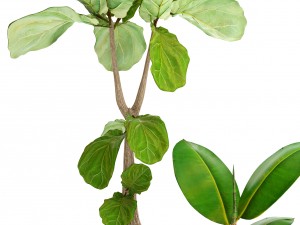 ficus lyrata trees Model 3D