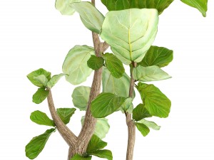 ficus lyrata trees Model 3D