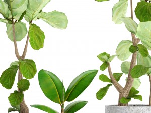 ficus lyrata trees Model 3D
