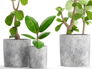 ficus lyrata trees Model 3D