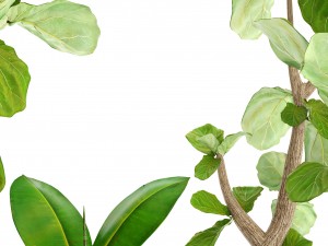 ficus lyrata trees Model 3D