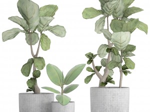ficus lyrata trees Model 3D