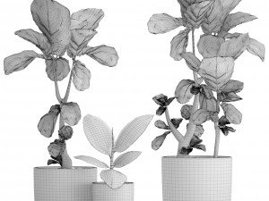 ficus lyrata trees Model 3D
