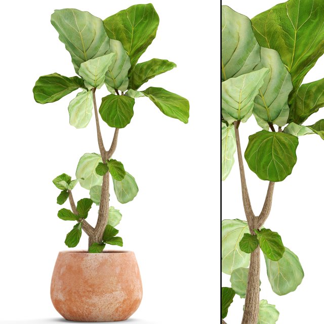 ficus lyrata trees 3D मॉडल .c4d .max .obj .3ds .fbx .stl .blend 