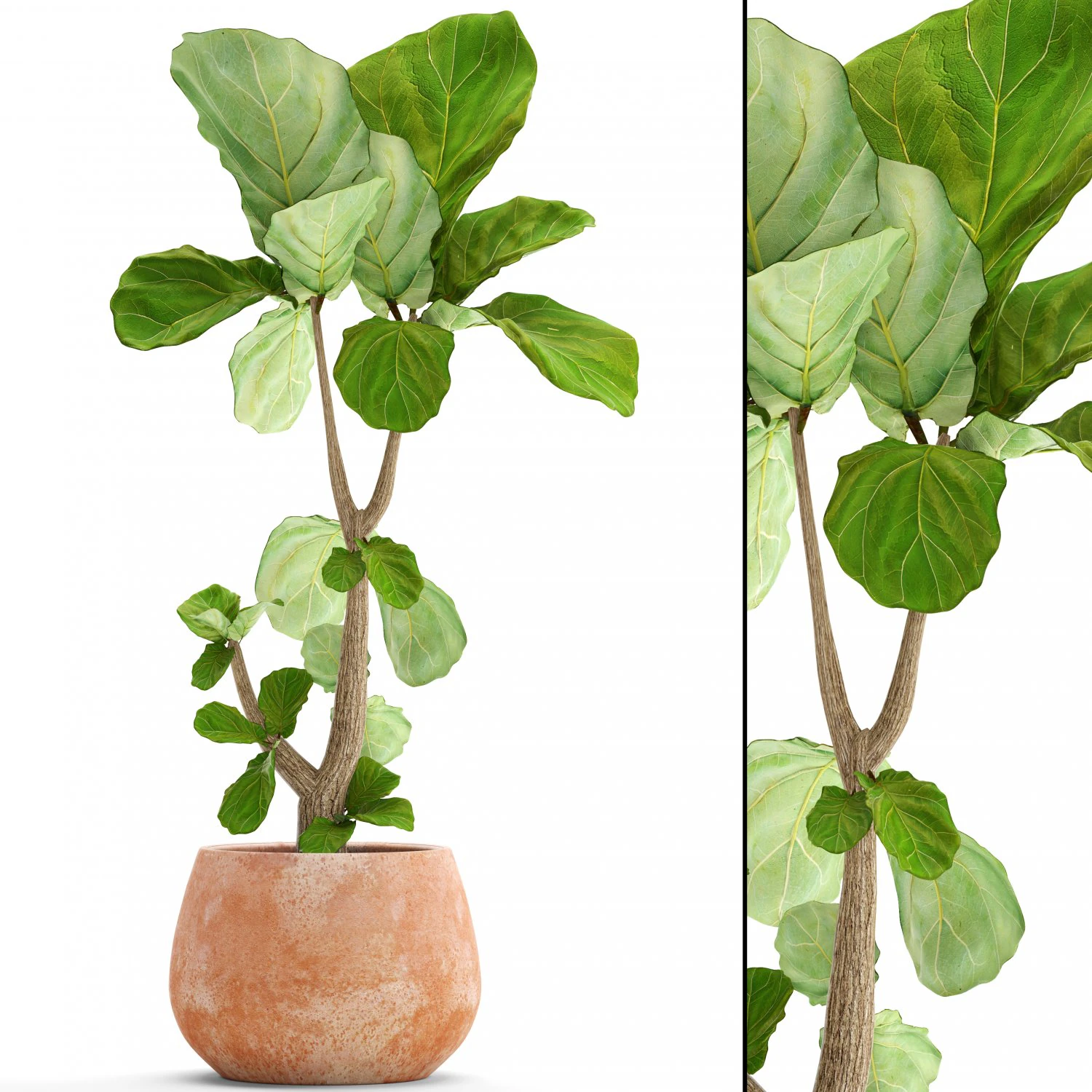 ficus lyrata trees 3D Model .c4d .max .obj .3ds .fbx .stl .blend 