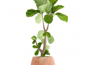 ficus lyrata trees 3D मॉडल