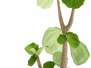 ficus lyrata trees 3D Model