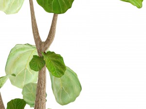 ficus lyrata trees 3D मॉडल