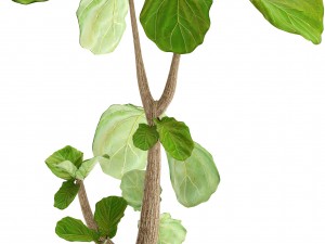 ficus lyrata trees 3D मॉडल