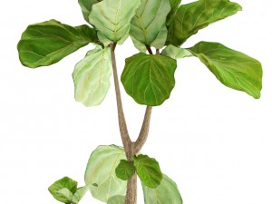 ficus lyrata trees 3D मॉडल