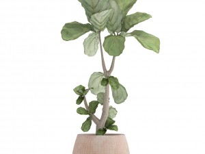 ficus lyrata trees 3D मॉडल