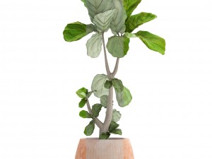 ficus lyrata trees 3D मॉडल