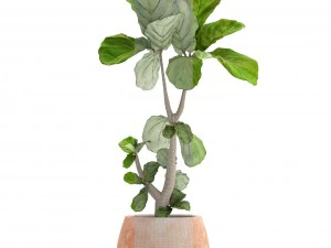 ficus lyrata trees 3D Model