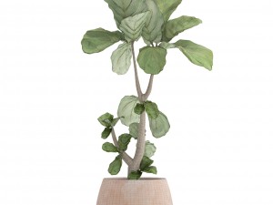 ficus lyrata trees 3D मॉडल