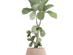 ficus lyrata trees 3D Model
