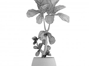 ficus lyrata trees 3D Model