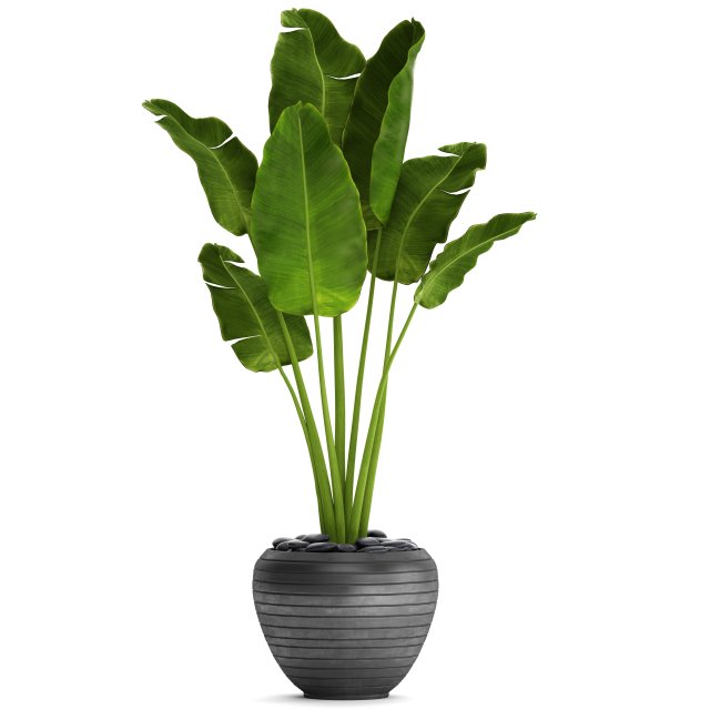 banana tree Modèle 3D .c4d .max .obj .3ds .fbx .stl .blend 