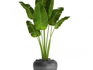 바나나 나무 3D 모델