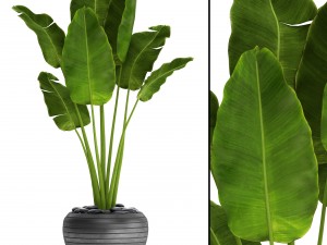 banana tree Modèle 3D
