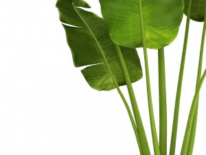 banana tree Modèle 3D