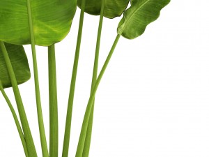 banana tree Modèle 3D
