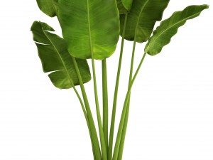 banana tree Modèle 3D