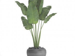 banana tree Modèle 3D