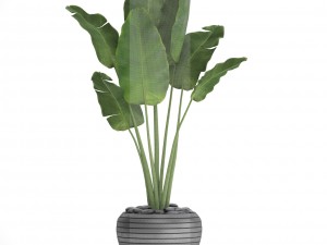 banana tree Modèle 3D