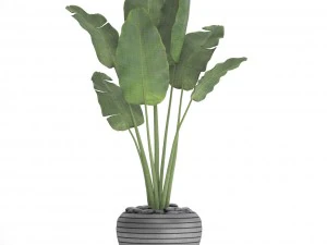 banana tree 3D Model