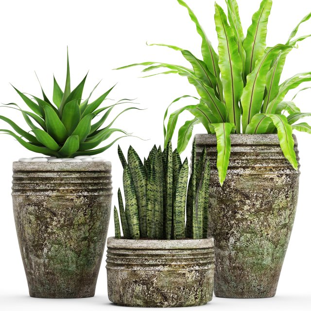 plants collection pot 3D 模型 .c4d .max .obj .3ds .fbx .stl .blend