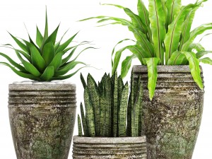 plants collection pot 3D Model