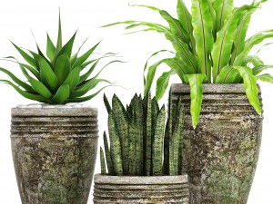 plants collection pot 3D 모델