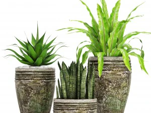 plants collection pot 3D Model
