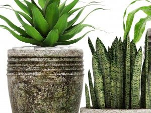 plants collection pot 3D Модель