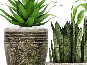 plants collection pot 3D Model