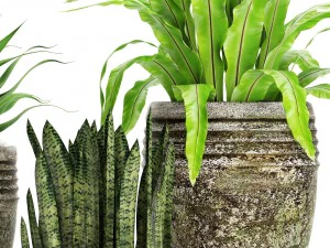 plants collection pot 3D Model