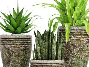 plants collection pot 3D Model