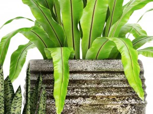 plants collection pot 3D Model