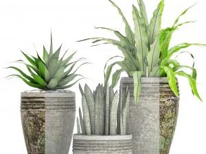 plants collection pot 3D Model