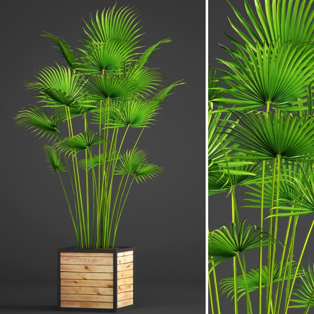 palm Modèle 3D .c4d .max .obj .3ds .fbx .stl .blend 