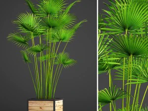 हथेली 3D मॉडल