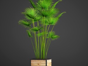 palm Modèle 3D